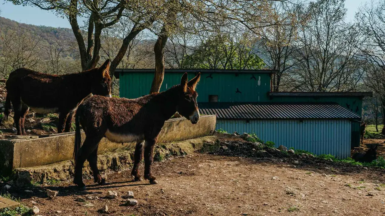 Molise landscape — hill country near Agnone